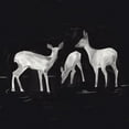 thumbnail image 3 of Green, Jacob 12x12 Black Modern Framed Museum Art Print Titled - Sophisticated Whitetail I, 3 of 5