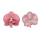 thumbnail image 3 of Ganga Única 2 Pcs Clip de Pico de Pato Phalaenopsis Clips de Pelo de Perlas Falsas para Mujeres Ombre Rosa, 3 of 5