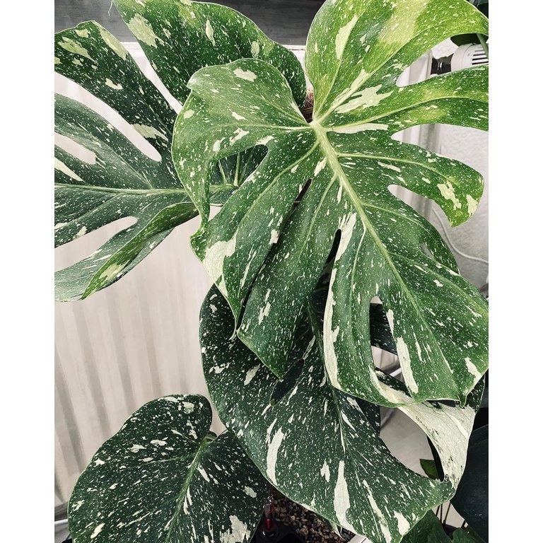 Variegated Live Thai Constellation Monstera in 2 Inch Pot - Rare Indoor  Houseplant - Walmart.com