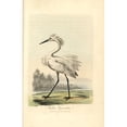 thumbnail image 2 of Little Egret, Ardea Garzetta, Egretta Garzetta Poster Print By ® Florilegius Mary Evans (24 X 36), 2 of 4