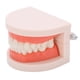 thumbnail image 1 of Modelo de dientes, modelo de dientes pequeños, modelo de dentadura postiza de demostración tipodonte para jardín de infantes, tecnología de vanguardia, 1 of 8