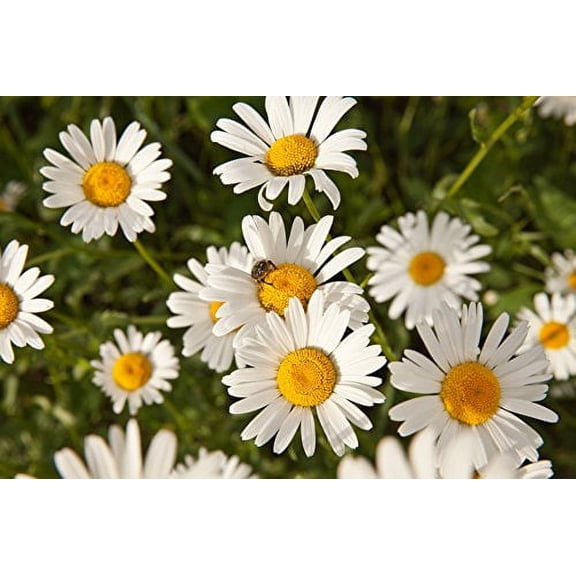 Chamomile Roman Great Garden Herb by Seed Kingdom 1 Oz Seeds