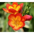 thumbnail image 2 of Red Single Freesia 15 Bulbs - Indoors or Out! - Fragrant - 6/+ cm Bulbs, 2 of 4