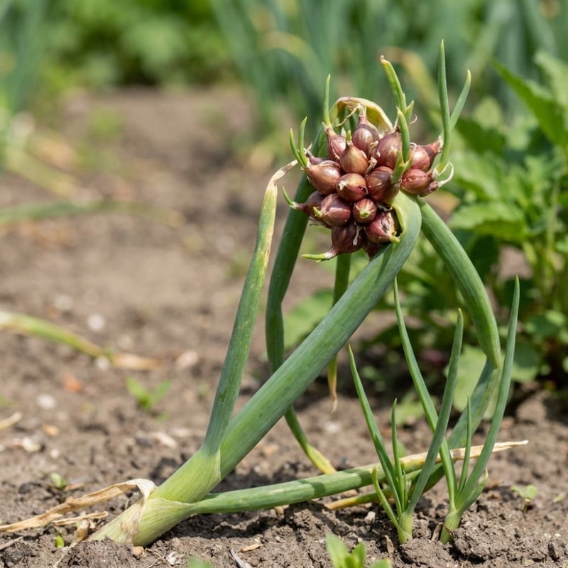 100 Walking Onion Seed Plants, Indoor Outdoor Rare Top Bulb Growth, Easy Care Container Garden Plant