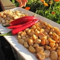 thumbnail image 5 of Nuez de Macadamia Sabor Chile Macadamia Picante 200grMacadamia Chamoy  Nuez PeladaBolsa de Papel Kraft., 5 of 5