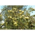 thumbnail image 5 of 25 Seeds ANTONOVKA APPLE TREE Malus Pumila var. Antonovka Yellow Green Fruit Pink White Flower Seeds, 5 of 10