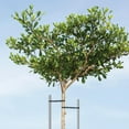 thumbnail image 6 of Master Mark Chainlock 0.5 in. x 100 ft. Black Plastic PlantTies, Tree Support and Cable Organizer 30201, 6 of 8