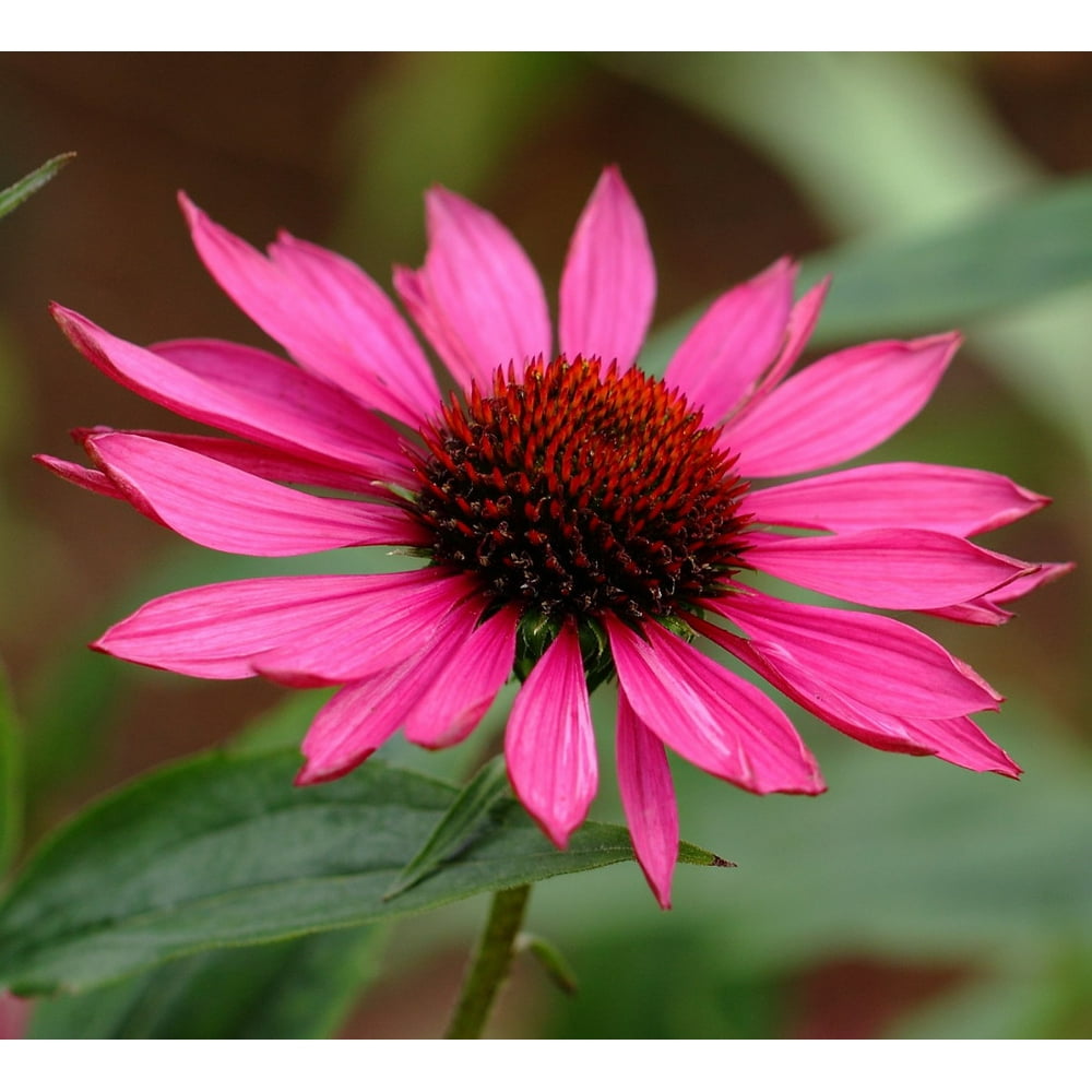 Ruby Giant Coneflower Perennial Huge Flowers Echinacea Gallon Pot