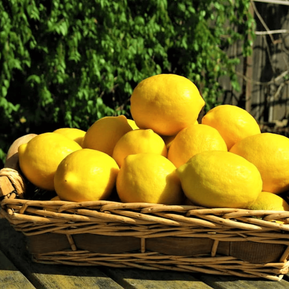 Meyer Lemon Plant Live for Planting, Citrus Plant Fragrant Lemons, Meyer Lemon Bush, 2 to 3 Inch Tall
