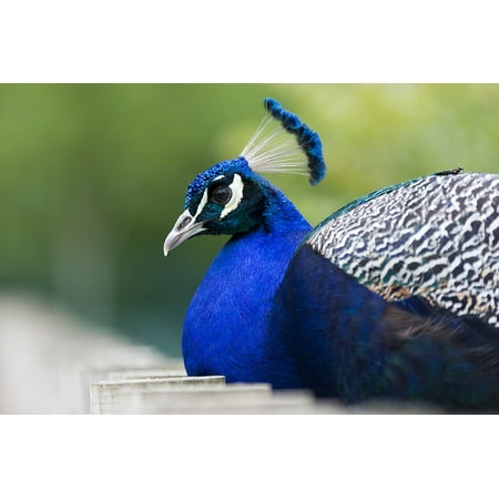 laminated poster animals feathers