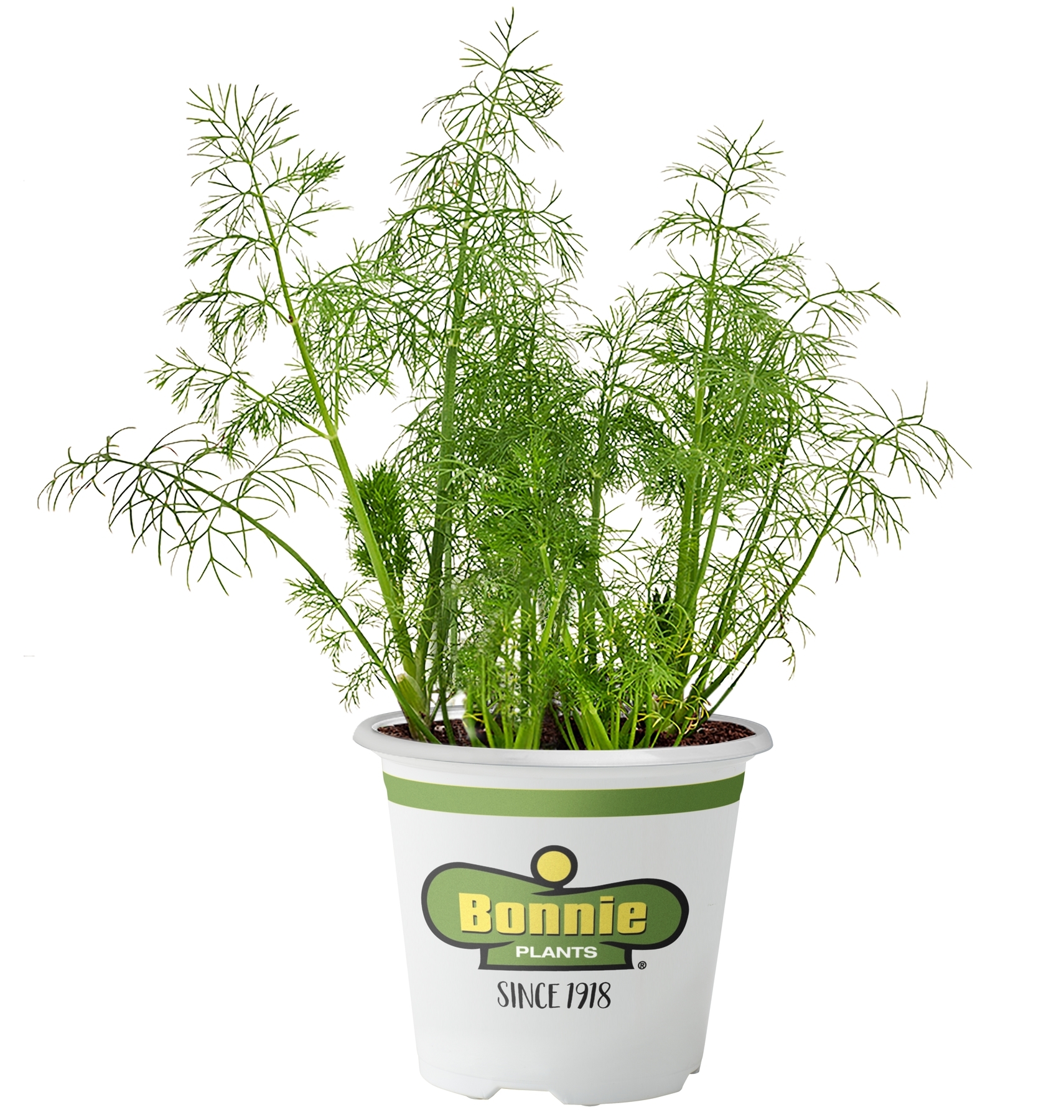 Bonnie Plants Fernleaf Dill (Live Plant)