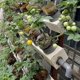 thumbnail image 3 of Bolsas biodegradables para vivero shaofei 100 piezas 8 x 10 cm, 3 of 5
