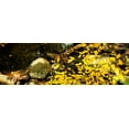 thumbnail image 2 of Hausenflock, Alan 32x13 Gold Ornate Wood Framed with Double Matting Museum Art Print Titled - Forest Floor I, 2 of 4