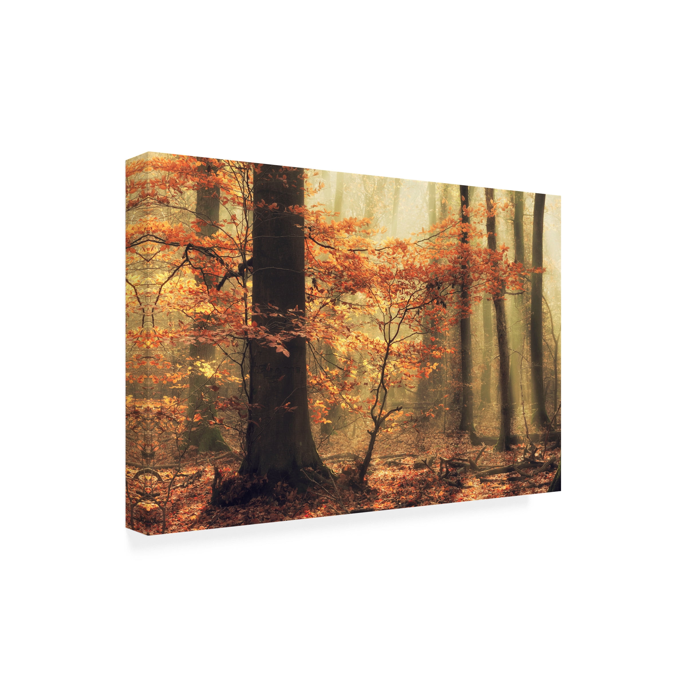 Anton van Dongen 'Soft Fall' Canvas Art