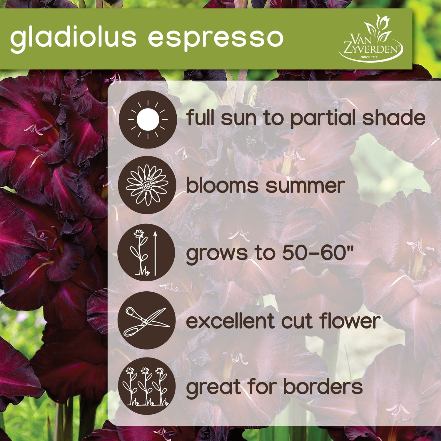Expert Gardener Gladiolus Espresso Dormant Bulbs, Set of 16, Annual, Partial Sun