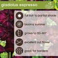 thumbnail image 6 of Expert Gardener Gladiolus Espresso Dormant Bulbs, Set of 16, Annual, Partial Sun, 6 of 9