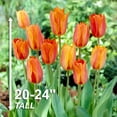 thumbnail image 4 of Garden State Bulb Single Late El Nino Tulip Flower Bulbs, 12/+ cm (Bag of 250), 4 of 8