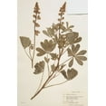 thumbnail image 2 of Stellar Design Studio 11x14 Black Ornate Wood Framed with Double Matting Museum Art Print Titled - Herbarium 2, 2 of 4