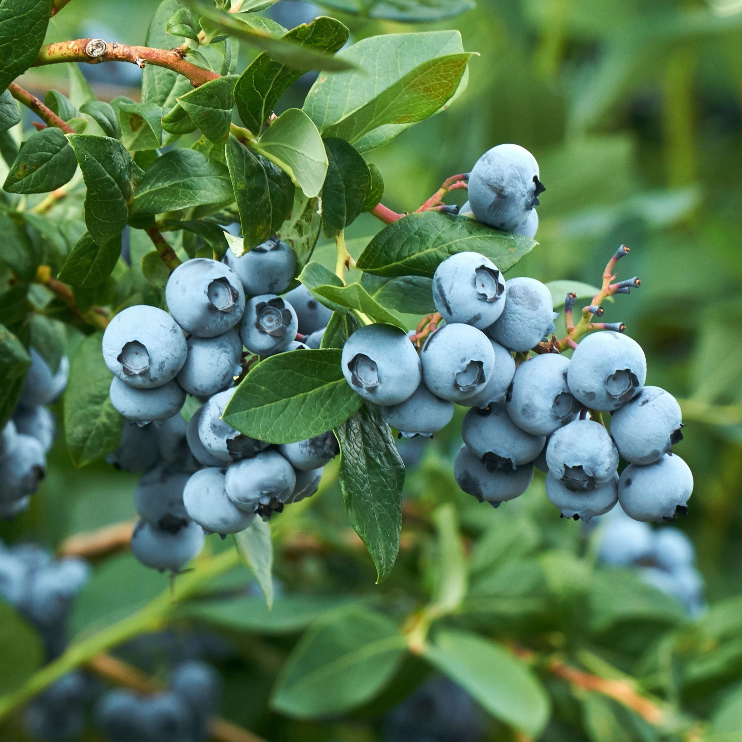 1 gal. Live Shrub Blueberry Legacy Plant