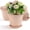 Pink, variant on FIASON 6 Pack 10 Inch Pink Embossed Plastic Plant Pots with Vine Patterns, Drainage Holes and Matching Saucers, Decorative Flower Planters for Indoor Outdoor Garden Patio Home Office Decor