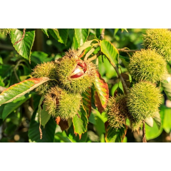 Chinese Chestnuts Tree Seeds for Planting - Best Trees for Deer - Castanea mollissima (10 Seeds)