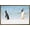 Bronze Framed Version, variant on The Comedy Wildlife Photography Awards: Jennifer Hadley - Talk To The Fin Wall Poster, 14.725" x 22.375"