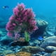 thumbnail image 4 of Adorno creativo de plantas artificiales para acuarios y peceras., 4 of 6