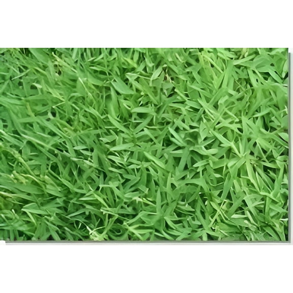 Pennington Seed Ranch Carpet Grass Seed, 5 lbs
