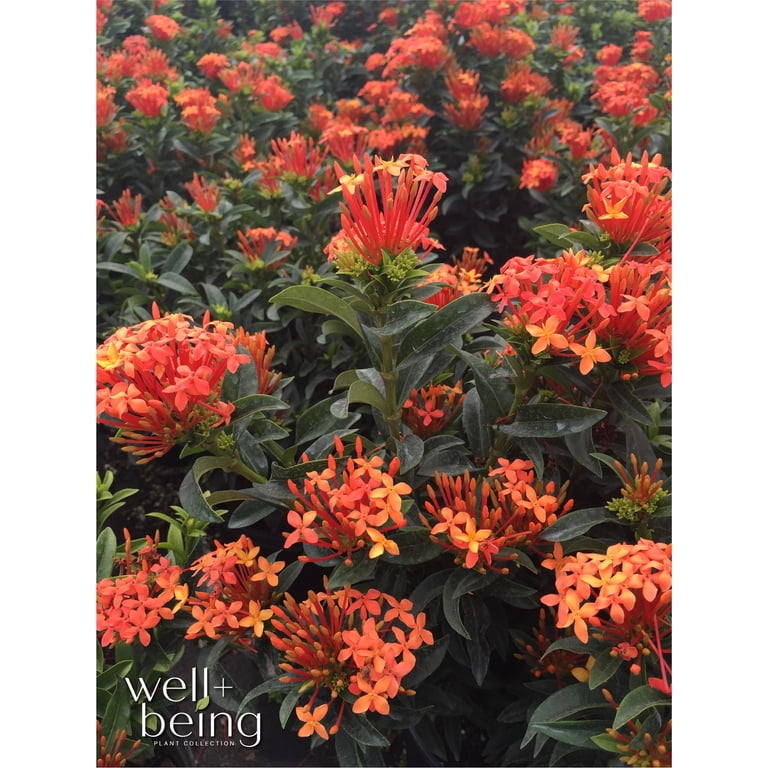 Nature's Way Farms Ixora Taiwanese Orange (18-24 inches tall) in