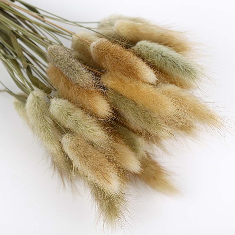 Tinksky 1 Bundle/50 Pcs Dried Grass Rabbit Tail Grass Hay Bunny Tail Natural  Plants Decorative Dried Flowers Pastoral Home Decor Photo Props(Original  Color) 