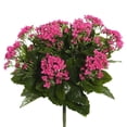 thumbnail image 1 of Arbuste Kalanchoe Rose Vif 15,5 Po, 1 of 1