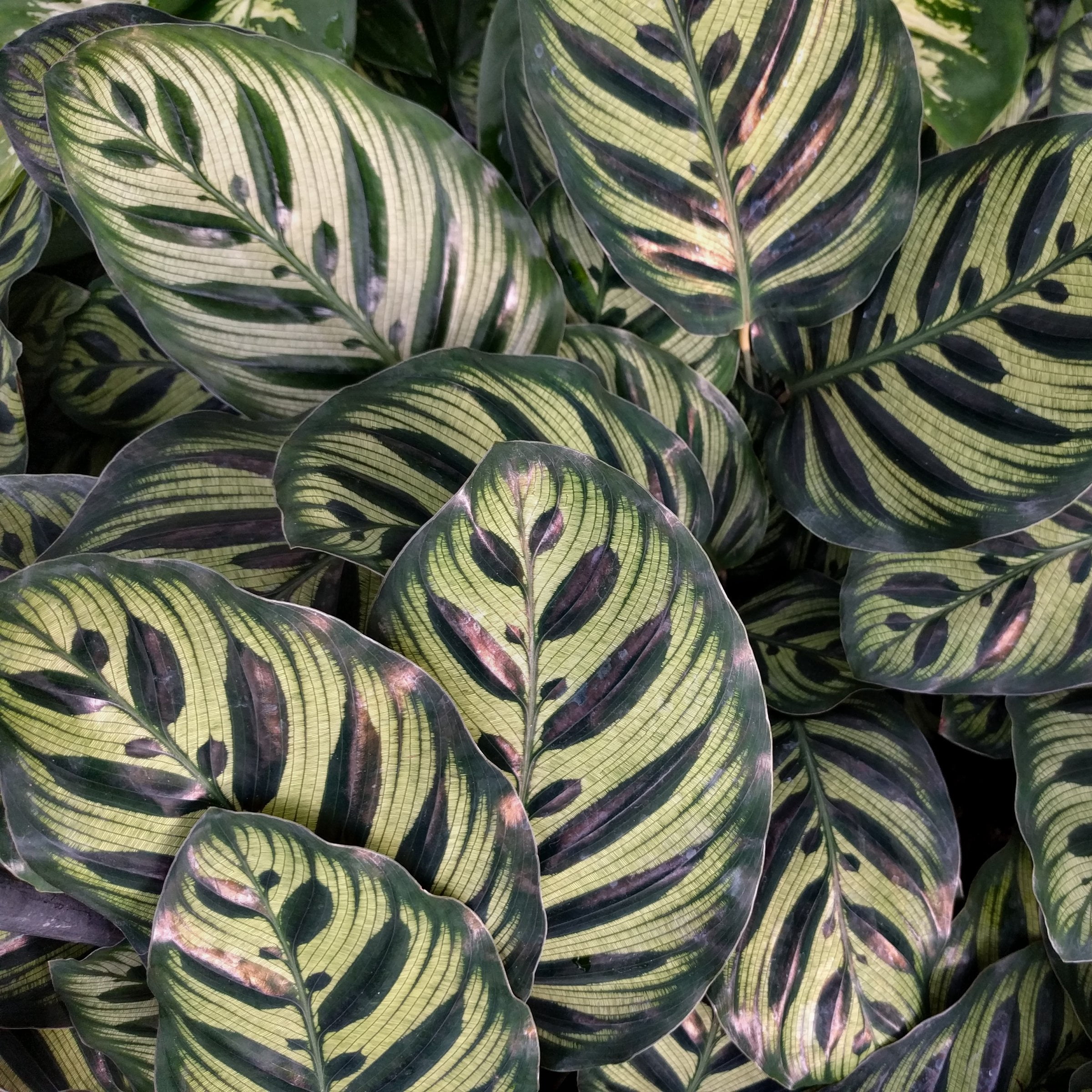 6 in. Calathea Makoyana Plant in Grower Container