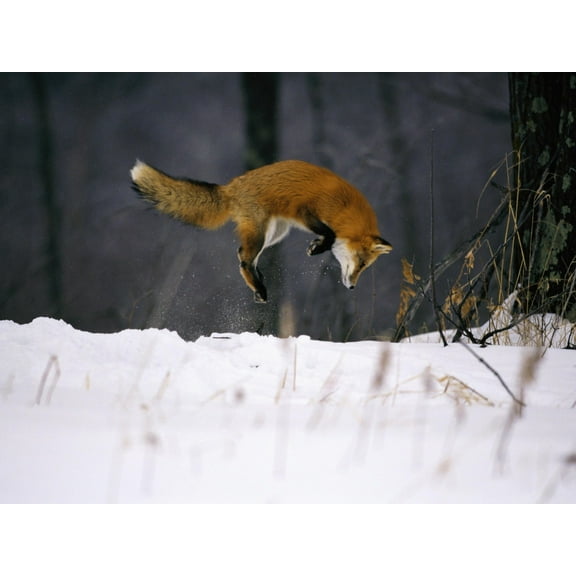 Art.com Red Fox Jumping in the Snow Photographic Print by John Conrad, 32" x 24"