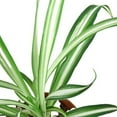 thumbnail image 4 of Spider Plant 'Reverse', 6" Pot, Indoor Houseplant, Easy Care, Live Plant for Indoor & Outdoor, 4 of 5