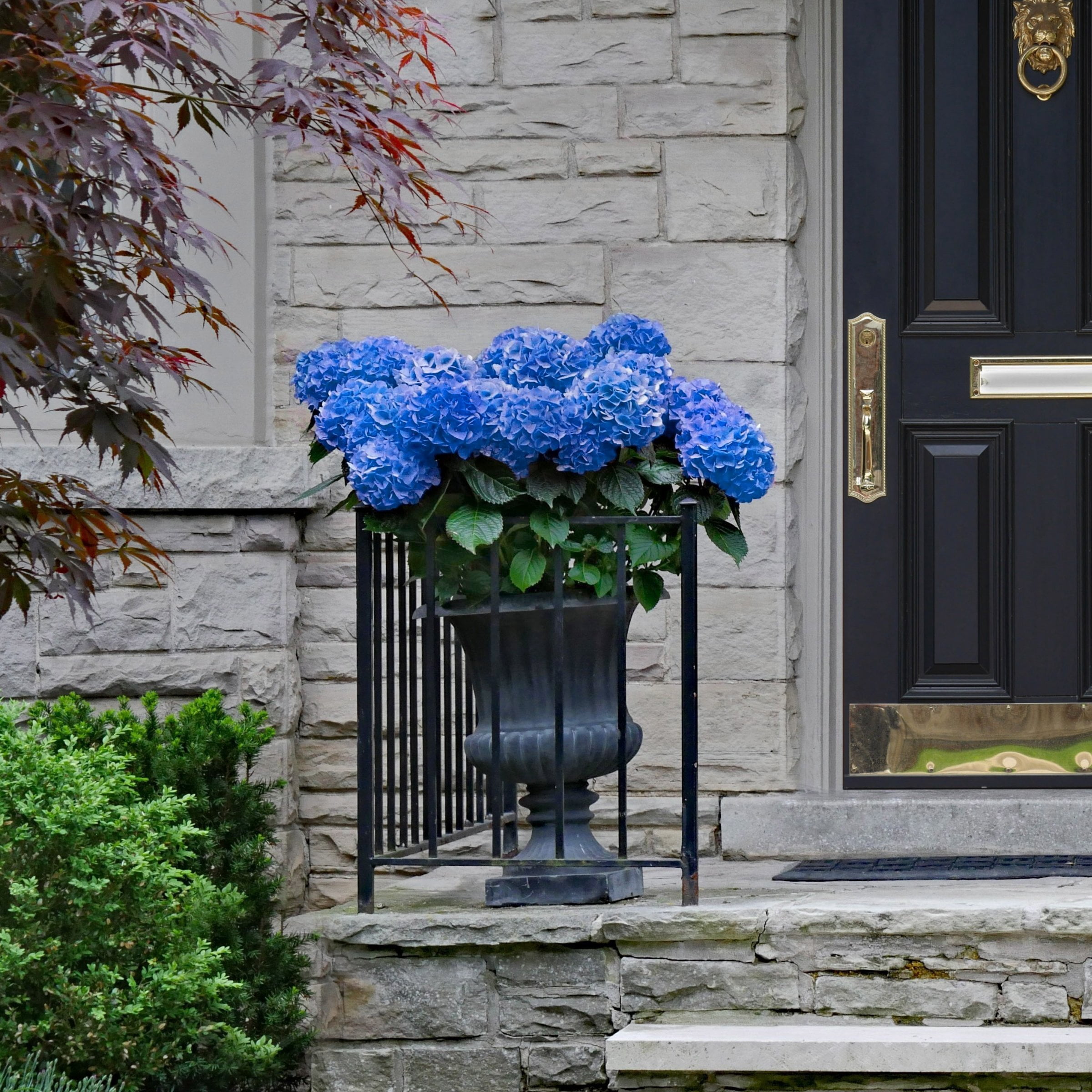 National Plant Network 4" Hydrangea 'Nikko Blue' Live Shrub with Partial Sunlight (3-Pack)