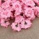thumbnail image 4 of GOOHOCHY 50 rosas de seda para decorar sombreros, ropa y álbumes (rosa), 4 of 5