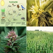 Quantum Growth Organic Light Plant and Soil Microbes 1 Gallon
