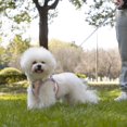 thumbnail image 7 of Dog Harness and Leash Set, No Pull Pet Harness for Small Dogs Easy Walking,Soft Breathable Small Dog Harness,Adjustable Reflective Step in Vest Harness for Puppy,Kitten, Cats, 7 of 7