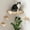Natural Wood, variant on Cat Perch Natural Wood 3 Step Wall Mounted Climbing Furniture for Cats up to 15lbs