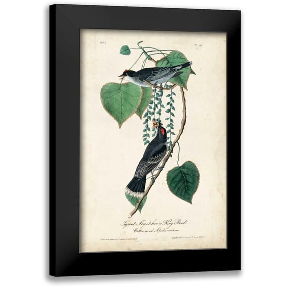 Audubon, John James 11x14 Black Modern Framed Museum Art Print Titled - Flycatcher and King Bird