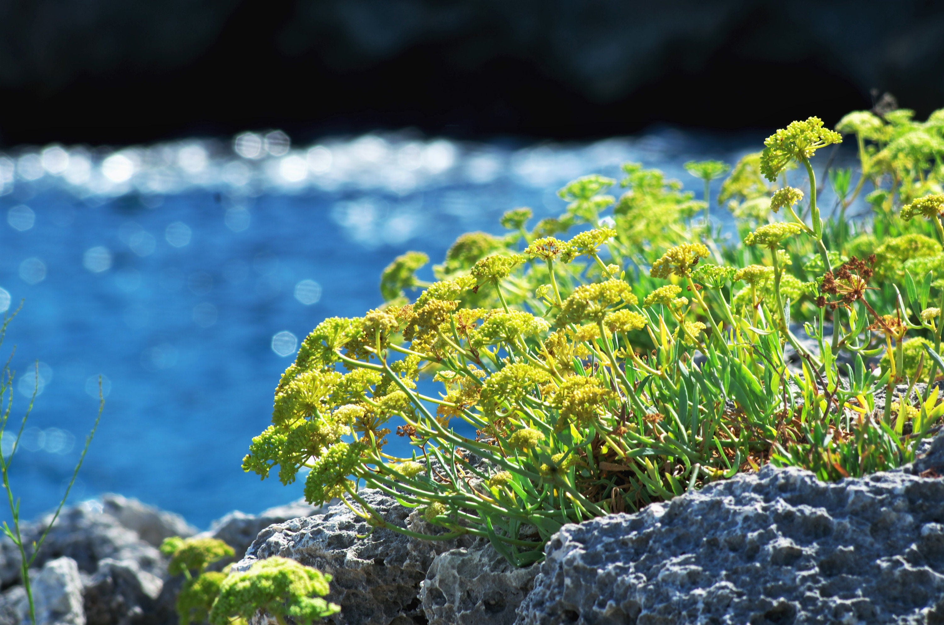 40 SEA FENNEL Rock Samphire Crithmum Maritimum Fragrant Herb Edible Vegetable Yellow Flower Seeds - image 2 of 10
