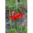 thumbnail image 3 of 10 Seeds CORAL LILY Siberian Turk's Cap Lilium Pumilum Coral Red Fragrant Flower Seeds, 3 of 10