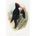 thumbnail image 2 of Gould, John 11x14 Gold Ornate Wood Framed with Double Matting Museum Art Print Titled - Great Black Woodpecker-Dryocopus martius, 2 of 4