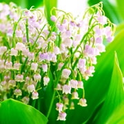 Van Zyverden Lily of the Valley Pink, Dormant Root Plant, Full Shade, Pink