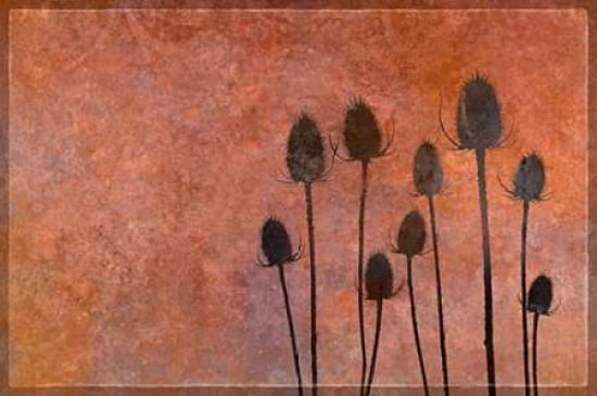 Wild Teasel Shadow
