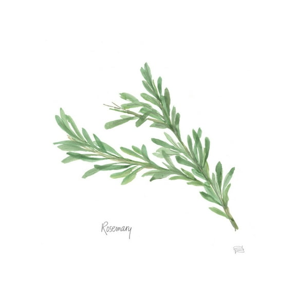 Art.com Rosemary V2 Art Print by Chris Paschke, 16" x 16"