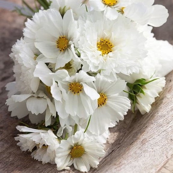 Eden Brothers Cosmos Seeds - White Mix