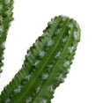 thumbnail image 4 of Vickerman FO190131 31 in. Green Potted Cactus Plastic Planter Pot, 4 of 5