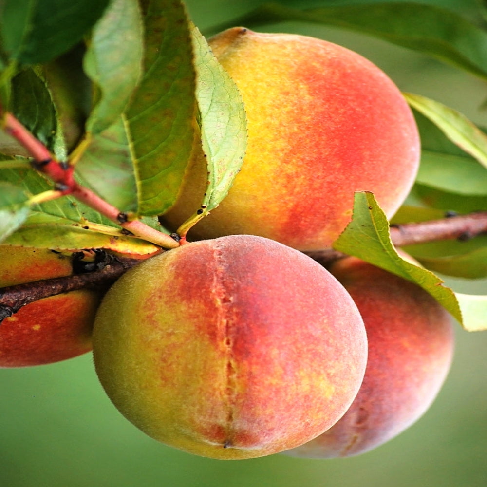 Expert Gardener 3-4 ft. tall Flordaqueen Peach Live Tree in 7- Gallon Grower Pot