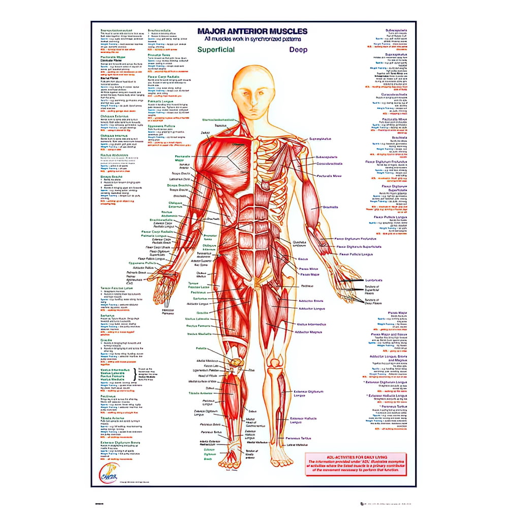 The Human Body - Medical / Educational Poster (Major Anterior Muscles